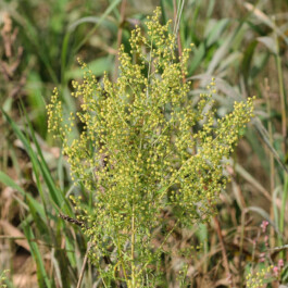 global-textbook-of-botany.com