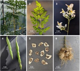 global-textbook-of-botany.com