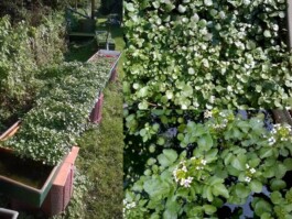 global-textbook-of-botany.com