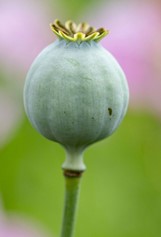 global-textbook-of-botany.com