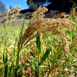 global-textbook-of-botany.com