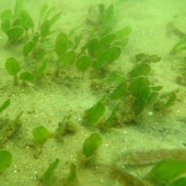 global-textbook-of-botany.com