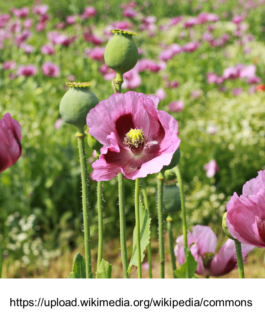 global-textbook-of-botany.com