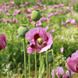 global-textbook-of-botany.com