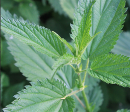 global-textbook-of-botany.com