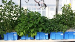 global-textbook-of-botany.com