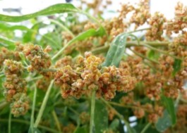 global-textbook-of-botany.com