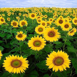 global-textbook-of-botany.com