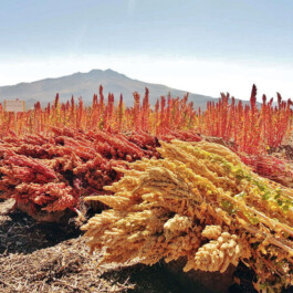 global-textbook-of-botany.com