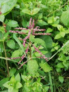 global-textbook-of-botany.com