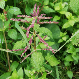 global-textbook-of-botany.com